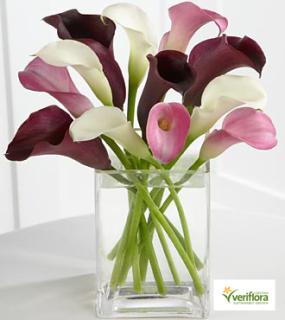 Mini Calla Assorted