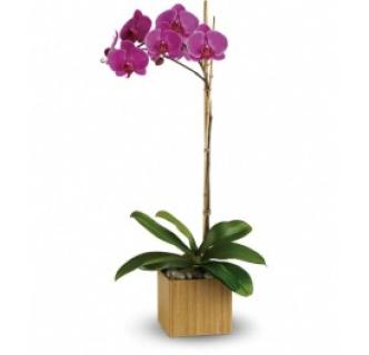 Imperial Single Orchid Plant