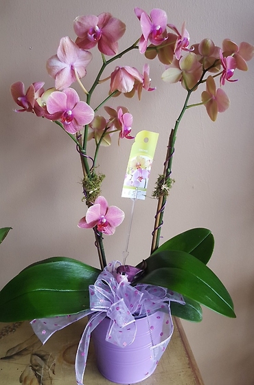 Orchid plants Deal of the day