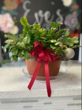 Christmas Cactus