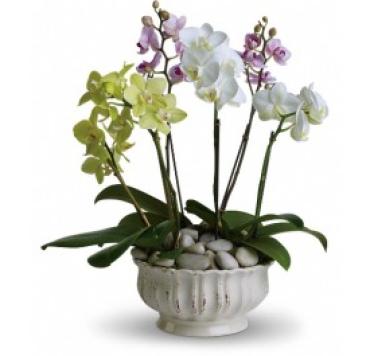 6 Regal Orchid