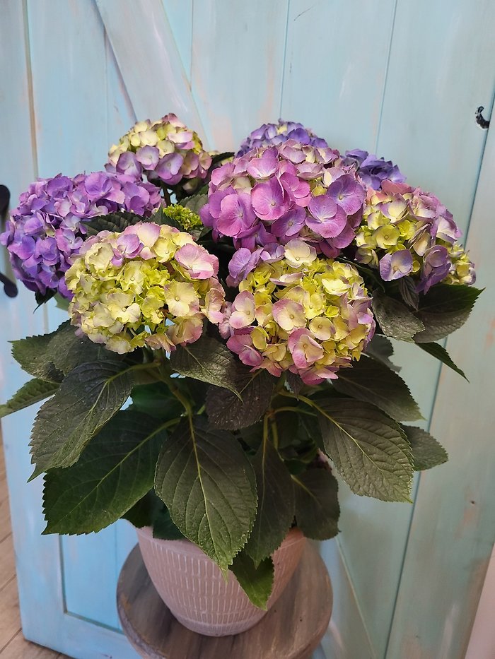 Hydrangea Plant