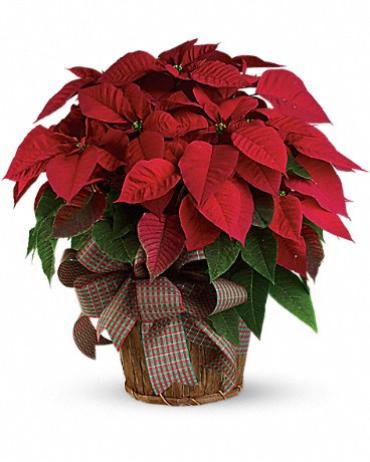 Poinsettia RED Large