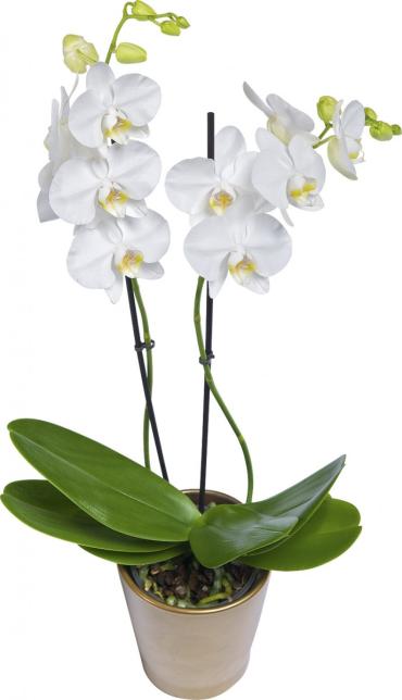 DOUBLE ORCHID