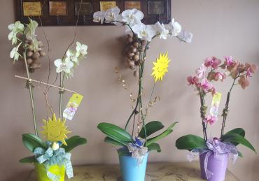 Orchid plants Deal of the day