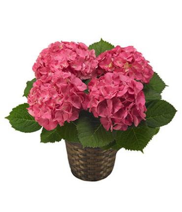 Hydrangea Pink Plant