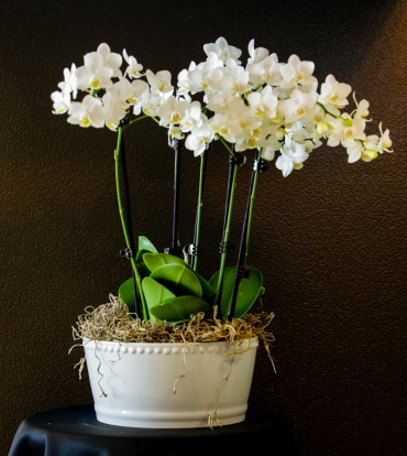 multi orchid plant
