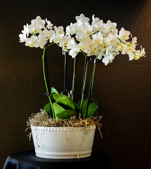 multi orchid plant