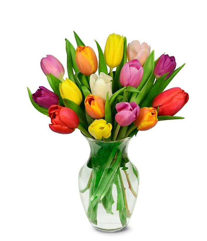Mixed Tulips