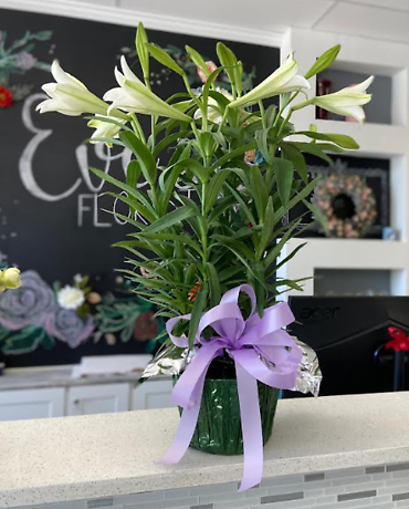 Easter Lilly