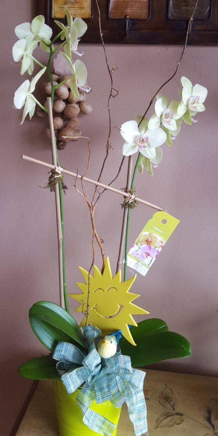 Orchid plants Deal of the day
